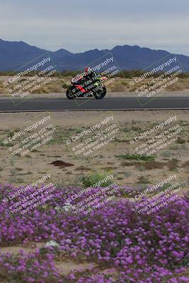 media/Jan-14-2023-SoCal Trackdays (Sat) [[497694156f]]/Turn 14 Exit Bloomig (145pm)/
